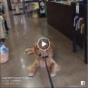When your dog doesn’t want to leave the pet shop 😂